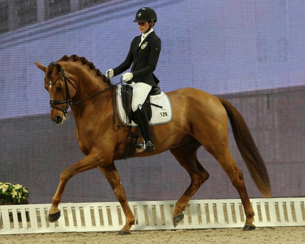 stallion Sankt Erik II 1265 (Swedish Warmblood, 2009, from Glock's Johnson Tn)