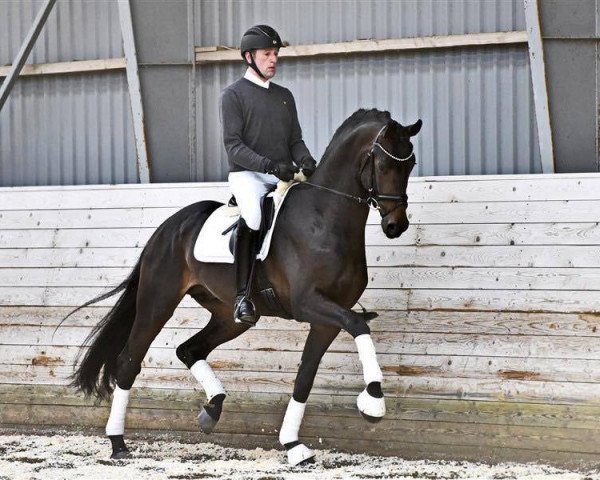 stallion Romeo (Hanoverian, 2012, from Blue Hors Romanov)