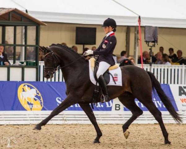 stallion Auheim's Riano (Oldenburg, 2009, from Rock Forever NRW)