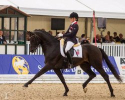 stallion Auheim's Riano (Oldenburg, 2009, from Rock Forever NRW)