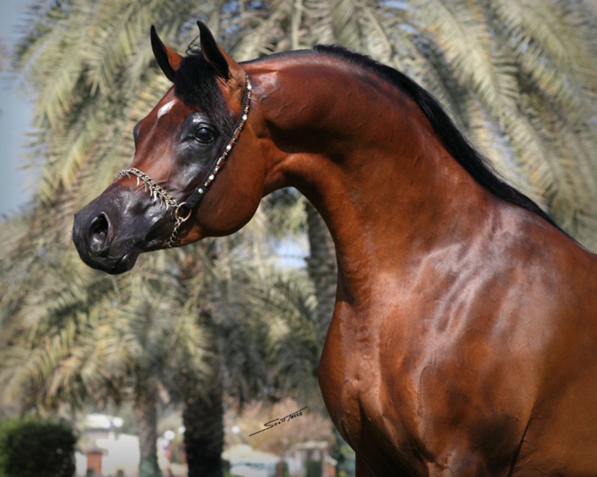 Deckhengst Marajj ox (Vollblutaraber, 2004, von Marwan Al Shaqab ox)