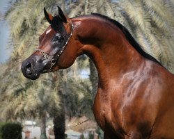 stallion Marajj ox (Arabian purebred, 2004, from Marwan Al Shaqab ox)