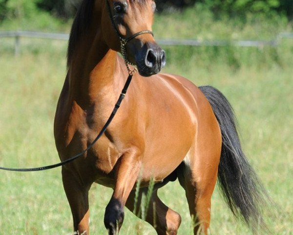 stallion Poseidon OS ox (Arabian purebred, 2013, from Ajman Moniscione ox)