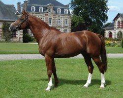 stallion Intime Platiere (Selle Français, 1996, from Verdi)