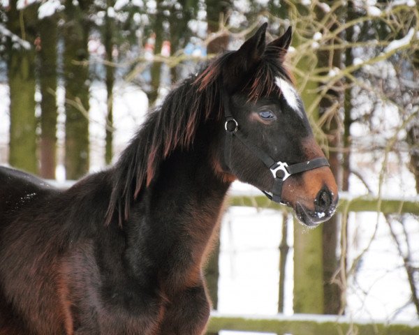 horse Leni (Oldenburg, 2016, from Quantensprung 3)