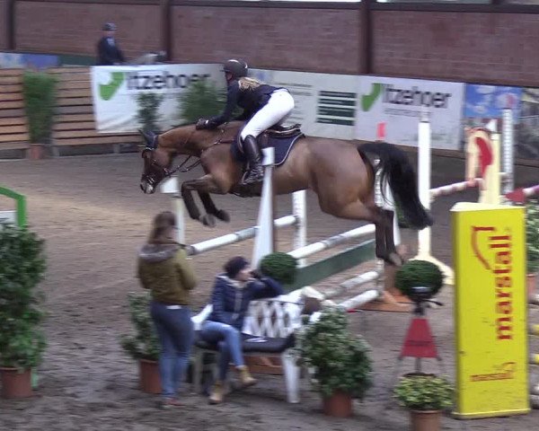 Reitturnier Hamburg-Friedrichshulde/Sylva Kuhrt 2019