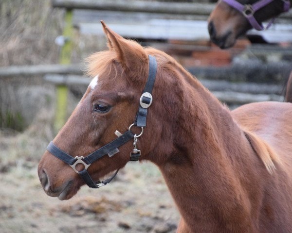 horse Luna (Oldenburg, 2016, from Buenos Dias 6)