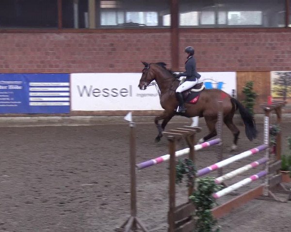Reitturnier Hamburg-Friedrichshulde/Sylva Kuhrt 2019