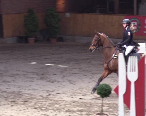 Reitturnier Hamburg-Friedrichshulde/Sylva Kuhrt 2019