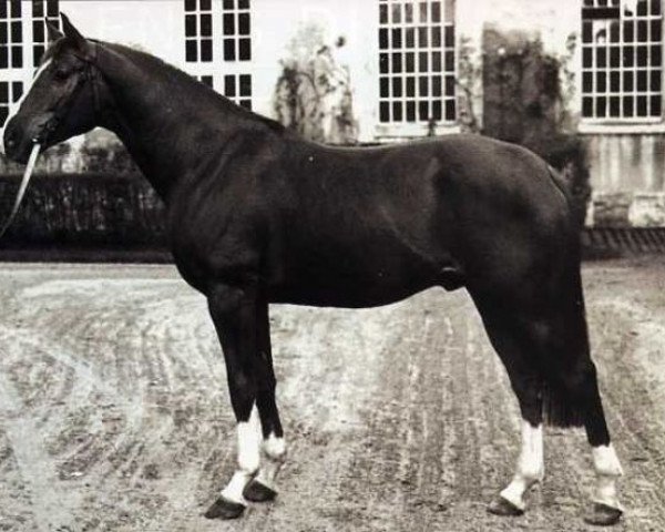 stallion Henaud AA (Anglo-Arabs, 1973, from Unicol'Or AA) stallion Henaud AA (Anglo-Arabs, 1973, from Unicol'Or AA)