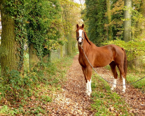 horse Sir Felix (Oldenburg, 2002, from Shine On)