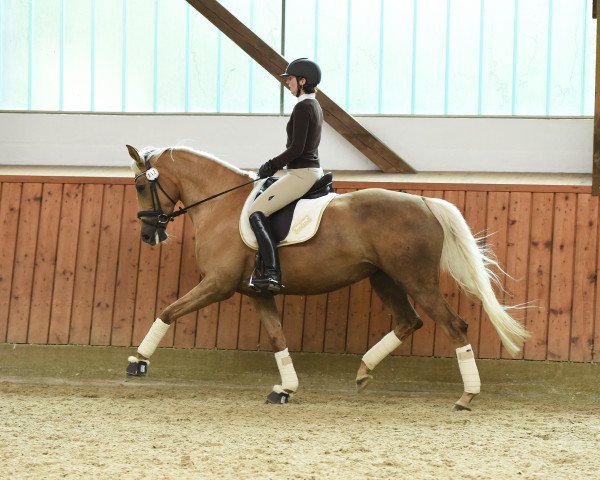 horse Call me Gold (Trakehner, 2010, from Rff The Alchemist xx)