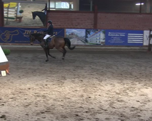 Reitturnier Hamburg-Friedrichshulde/Sylva Kuhrt 2019