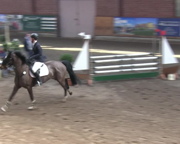 Reitturnier Hamburg-Friedrichshulde/Sylva Kuhrt 2019