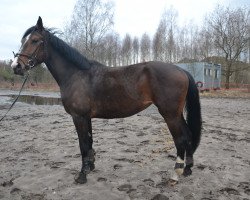 Pferd Abisinia 1 (Oldenburger Springpferd, 2014, von Armitage)
