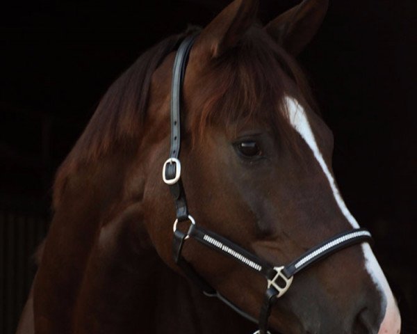 dressage horse Ferrara 90 (Bavarian, 2011, from Blickpunkt 4)