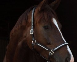 dressage horse Ferrara 90 (Bavarian, 2011, from Blickpunkt 4)