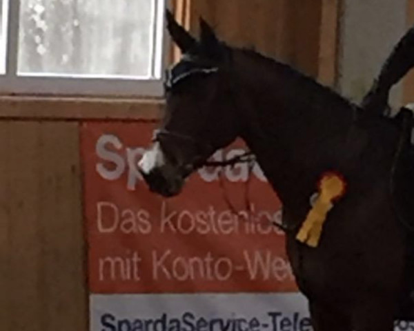 Zuchtstute Angel's Kiss 2 (Württemberger, 2006, von Acord's Champion) Zuchtstute Angel's Kiss 2 (Württemberger, 2006, von Acord's Champion)