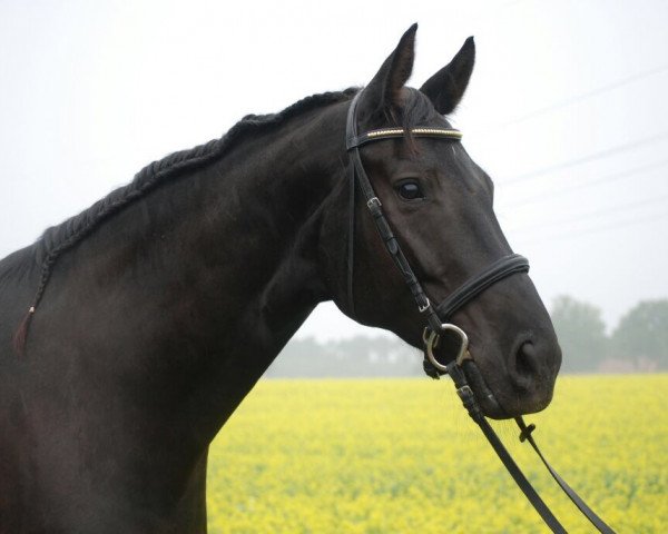 horse Sambas Solitaire (Oldenburg, 2007, from Samba Hit III)