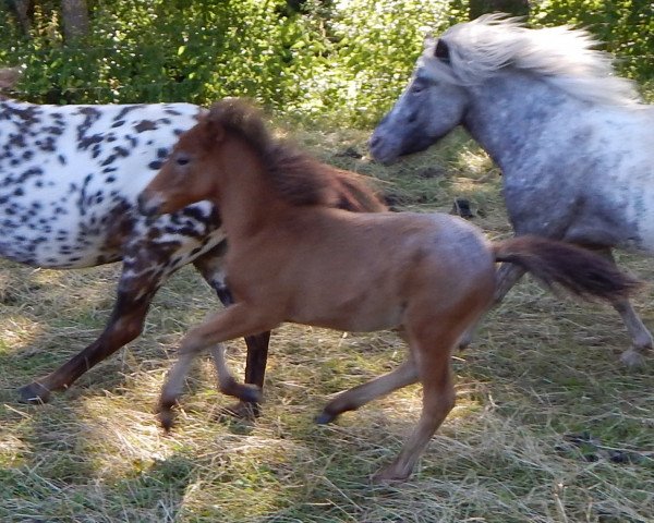 horse Texas vom Wertachtal (Dt.Part-bred Shetland pony, 2016, from Moskito van Dyck)
