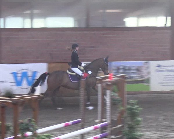 Reitturnier Hamburg-Friedrichshulde/Sylva Kuhrt 2019