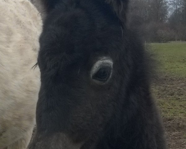 horse Findus vom Wertachtal (Dt.Part-bred Shetland pony, 2016, from Fabian)