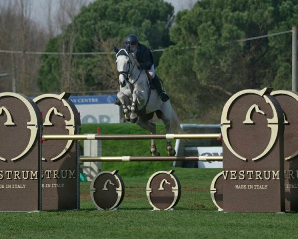 Springpferd Kec Corsica (Irish Sport Horse, 2003, von Corghano) Springpferd Kec Corsica (Irish Sport Horse, 2003, von Corghano)