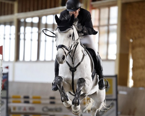Springpferd Stardust (Kroatisches Warmblut, 2008, von Stakkatol)
