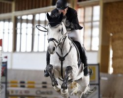 jumper Stardust (Croatian Warmblood, 2008, from Stakkatol)