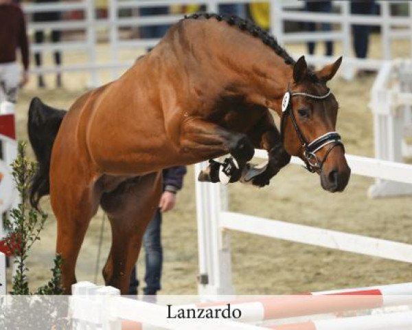 Deckhengst Lanzardo (Westfale, 2014, von Luniko)
