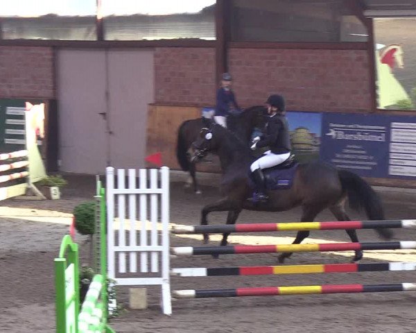 Reitturnier Hamburg-Friedrichshulde/Sylva Kuhrt 2019