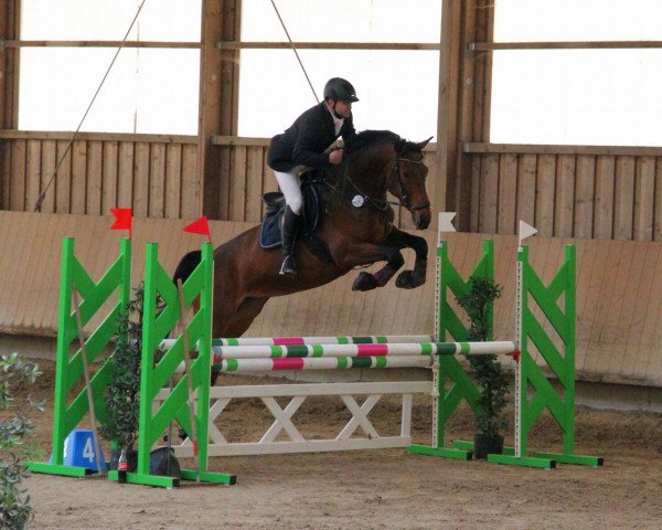 Springpferd Anify 2 (Hannoveraner, 2007, von Abke 4)