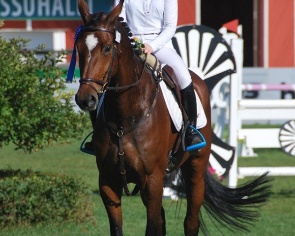 Pferd ST Stacy (Finnisches Warmblut, 2007, von Sternkönig 122 FIN)