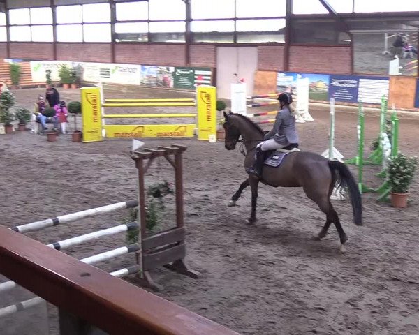 Reitturnier Hamburg-Friedrichshulde/Sylva Kuhrt 2019