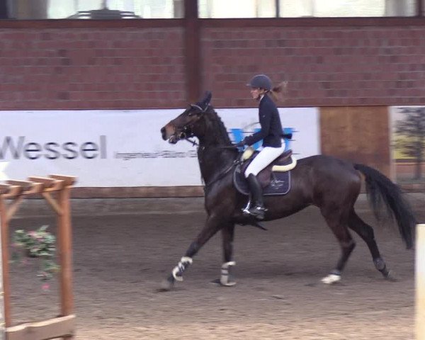 Reitturnier Hamburg-Friedrichshulde/Sylva Kuhrt 2019