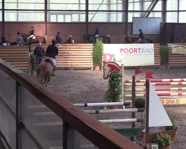 Reitturnier Hamburg-Friedrichshulde/Sylva Kuhrt 2019