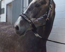 jumper Vilou 13 (Hanoverian, 2011, from Valentino)