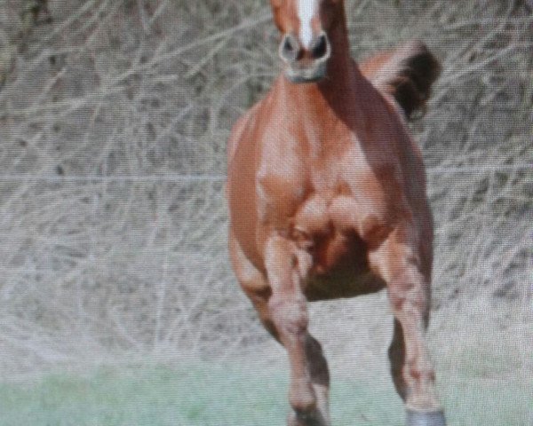 horse Corrida 10 (Holsteiner, 1998, from Corrado II)