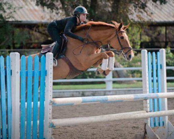 broodmare Clarissa Z (Zangersheide riding horse, 2000, from Coriall 2)