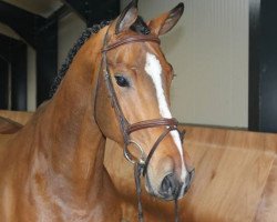 horse Garrant B (KWPN (Royal Dutch Sporthorse), 2011, from Warrant)