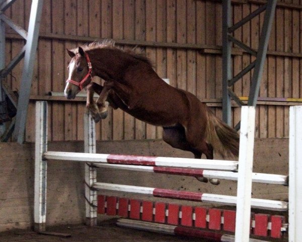 horse Cordlake's Cleon 16 WPB (Welsh Partbred, 2013, from Jedidjan Clemens 24 W)