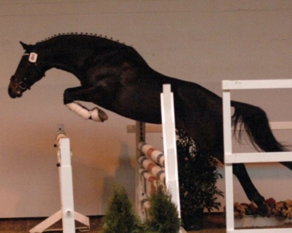 dressage horse Don't Forget Me (German Riding Pony, 2011, from Dance Star AT NRW)