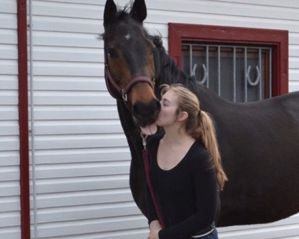 Springpferd C-Indorado (KWPN (Niederländisches Warmblut), 2005, von Indoctro) Springpferd C-Indorado (KWPN (Niederländisches Warmblut), 2005, von Indoctro)