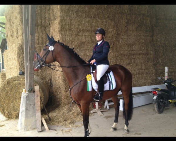 jumper Cyrac (Zangersheide riding horse, 2011, from Candillo Z)