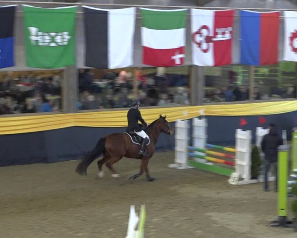 Reitturnier Erlen 2019