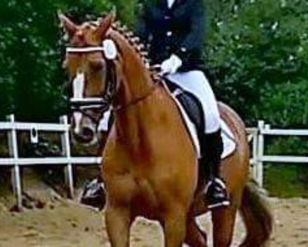 dressage horse Djenne-S (Polish Warmblood, 1999, from Power Prince)