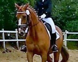 dressage horse Djenne-S (Polish Warmblood, 1999, from Power Prince)
