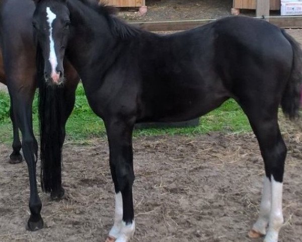 horse Rachel (Oldenburg, 2016, from Goldberg)