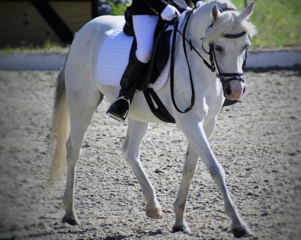 dressage horse Kessy 221 (unknown, 2000)