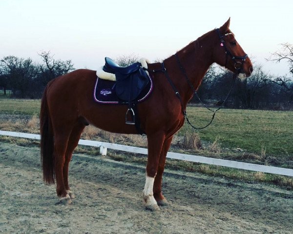 jumper Elliot 132 (Hanoverian, 2006, from Earl)